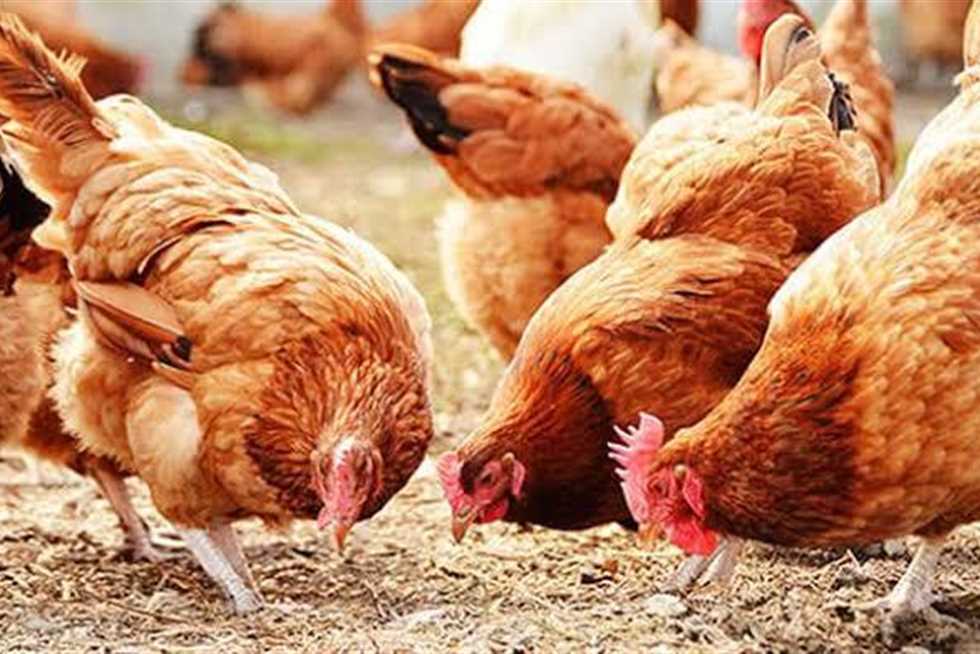 أسعار الدجاج في المحافظة المطروح